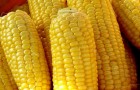 Сорт кукурузы: Шумика мв