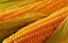 Сорт кукурузы: Си респект