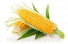 Сорт кукурузы: Си топмен