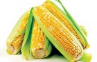 Сорт кукурузы: Силекс