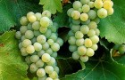 Сорт винограда: Совиньон белый