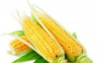 Сорт кукурузы: Сунаро