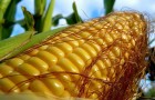 Сорт кукурузы: Сутоло