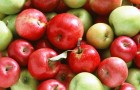 Представлены новые сладкие сорта яблок