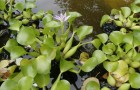 Размножение водных растений