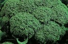 Сорт капусты брокколи: Белстар f1