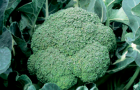 Сорт капусты брокколи: Бомонт f1