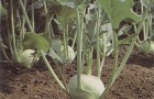 Сорт капусты кольраби: Едер рз f1