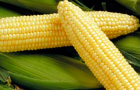 Сорт кукурузы сахарной: Гх 2041