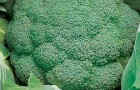 Сорт капусты брокколи: Кудрявая голова