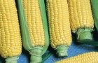 Сорт кукурузы сахарной: Лакомка белогорья