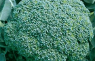 Сорт капусты брокколи: Лорд f1