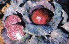 Сорт капусты краснокочанной: Михневская красавица