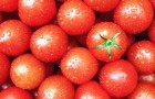 Почему помидоры - лучший ингредиент для блюда