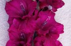 Сорт капусты гладиолуса: Пурпурный гранд паваротти
