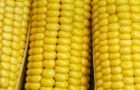 Сорт кукурузы сахарной: Ранняя лакомка 121