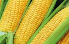 Сорт кукурузы сахарной: Симпатия