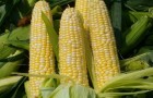 Сорт кукурузы сахарной: Спирит