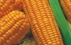 Сорт кукурузы сахарной: Станичник