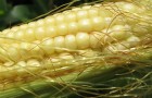 Сорт кукурузы сахарной: Услада