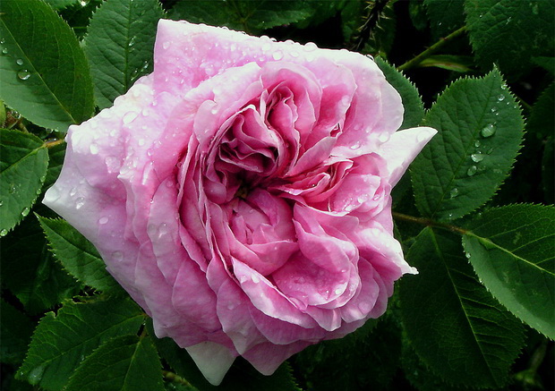 Сорт розы: Хельга
