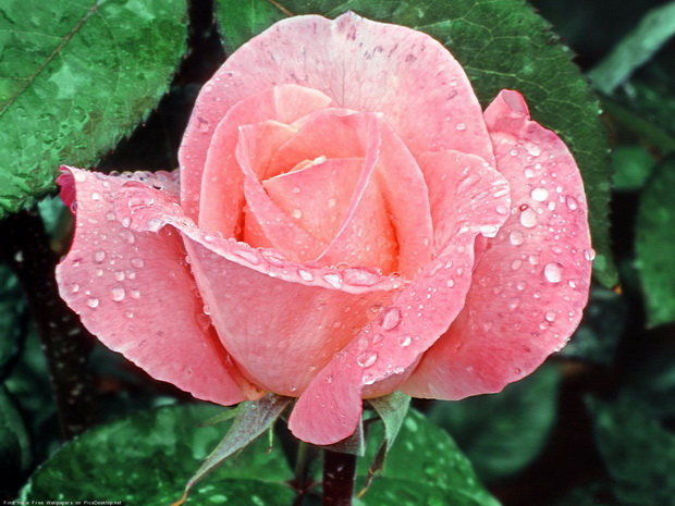 Сорт розы: Иоланта