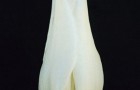 Сорт тюльпана: Лебедушка