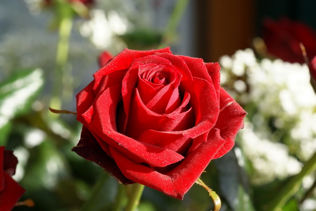 Сорт розы: Манга