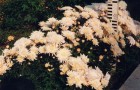 Сорт хризантемы: Незнакомка