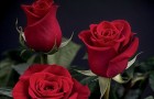 Сорт розы: Олижплам
