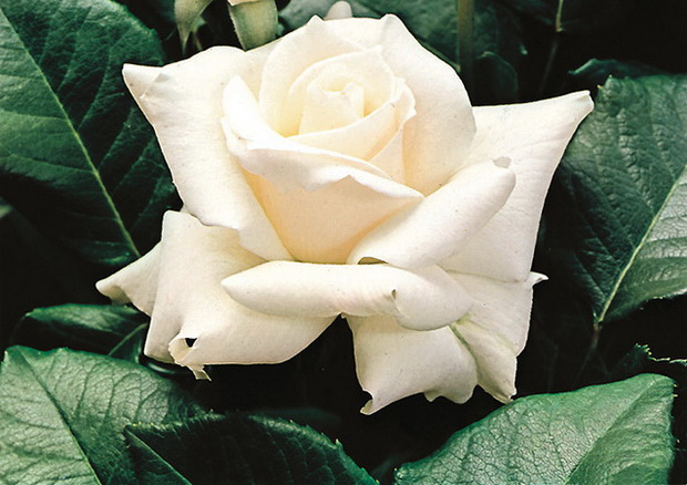 Сорт розы: Паскали