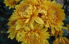 Сорт хризантемы: Янтарная