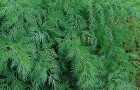 Сорт укропа: Зеленая аллея