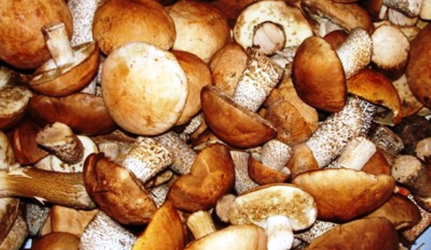 Хранение грибов