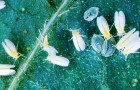 Иммунитет растений повысят при помощи зараженных насекомых