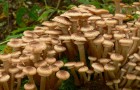 Сушка сморчковых грибов