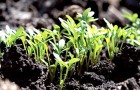 Стимуляция роста растений и увеличение урожайности
