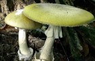 Смертельный гриб распространяется по всему миру