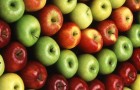 Могут ли ГМО яблоки испортить хорошую репутацию этого фрукта?