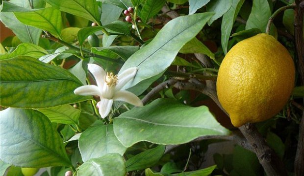 Использование лимона в диетах