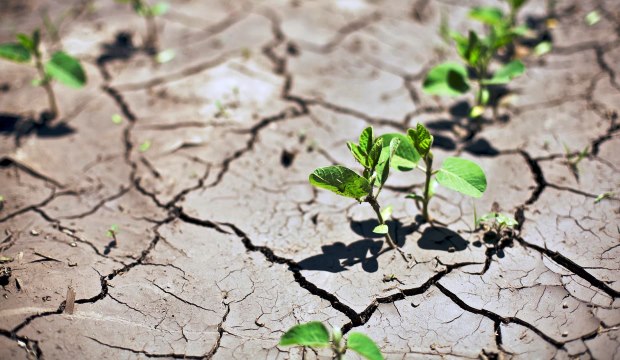 Изменение климата и грядущее снижение урожайности