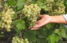 Формирование винограда в теплице