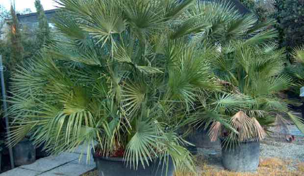 Хамеропс приземистый, или европейская веерная пальма