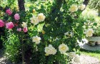 Крупноцветковые плетистые розы
