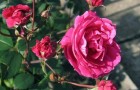 Парковые (кустарниковые) розы и декоративные шиповники