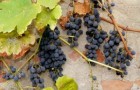 Виноград vitis vinifera, v. labrusca и гибридные формы