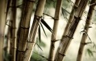 Бамбуки и другие травы
