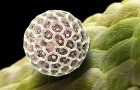 Чем опасно бесконтрольное распространение пыльцы и семян