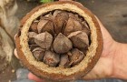 Обрезка бразильского ореха, бертоллетии
