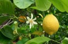 Обрезка цитрусовых плодовых культур